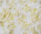 White-Yellow Nylon Floral Paisley Printed Lace Mesh Knit Fabric By the Yard